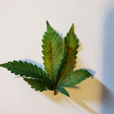 Durby 1 growlog photo: Leaves on the different plant starting to look like photo. The other 2 plants were starting to yellow badly.