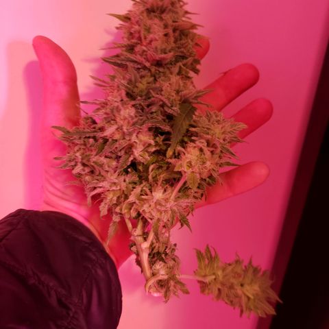 Durby 1 growlog photo: Leaves on the different plant starting to look like photo. The other 2 plants were starting to yellow badly.