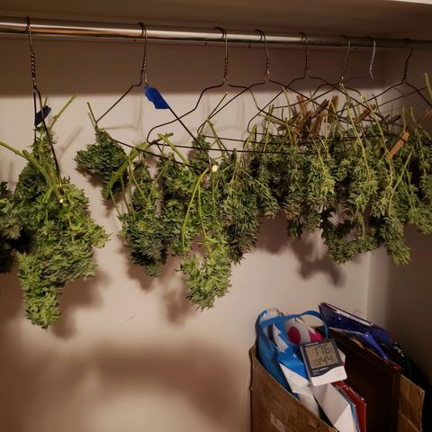 Durby 1 growlog photo: Leaves on the different plant starting to look like photo. The other 2 plants were starting to yellow badly.