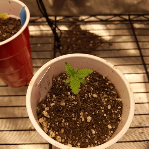 White Widow growlog timeline photo