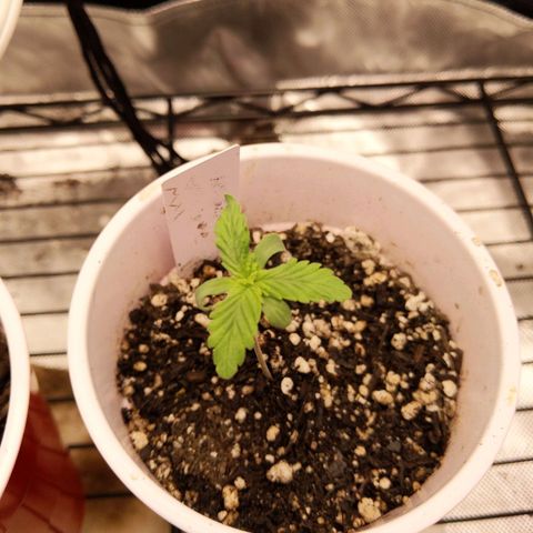 White Widow growlog timeline photo