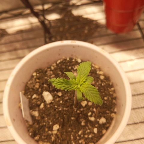 White Widow growlog timeline photo