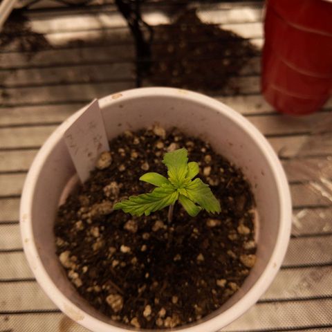 White Widow growlog timeline photo