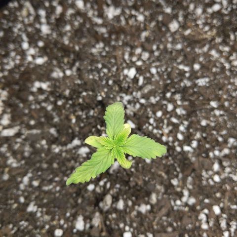 White Widow growlog timeline photo