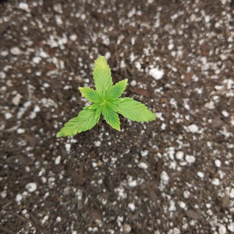 White Widow growlog timeline photo