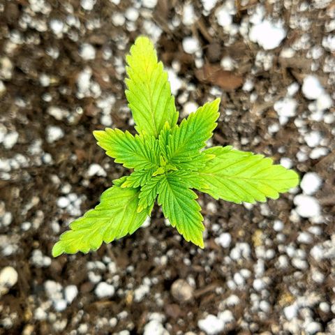 White Widow growlog timeline photo