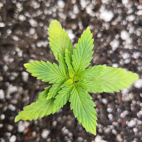 White Widow growlog timeline photo