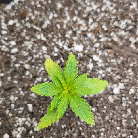 White Widow growlog timeline photo