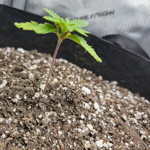 White Widow growlog timeline photo