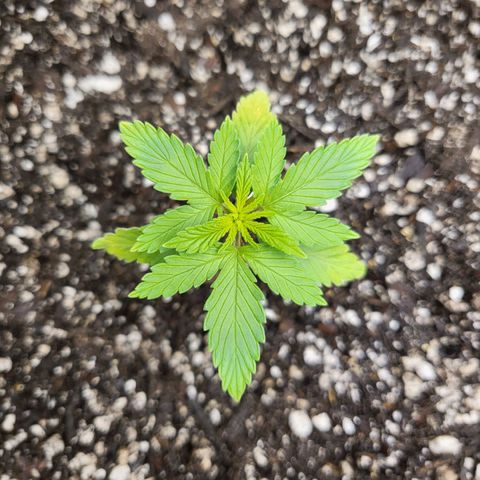 White Widow growlog timeline photo