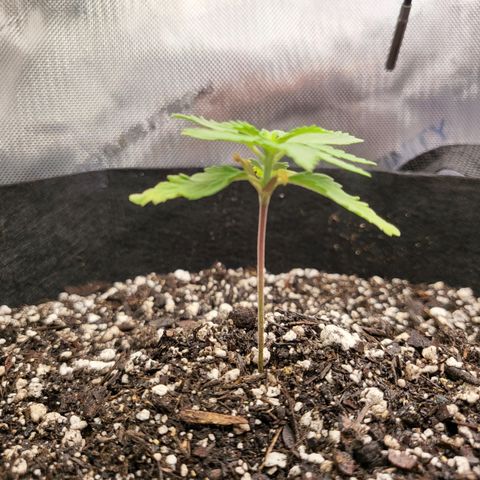 White Widow growlog timeline photo