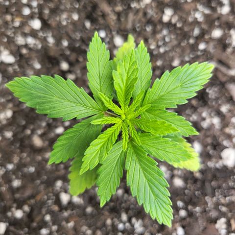 White Widow growlog timeline photo