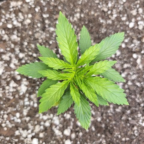 White Widow growlog timeline photo