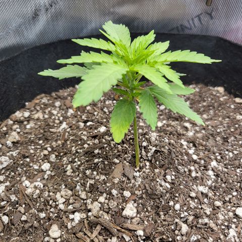 White Widow growlog timeline photo