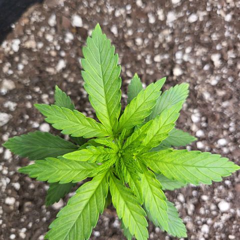 White Widow growlog timeline photo