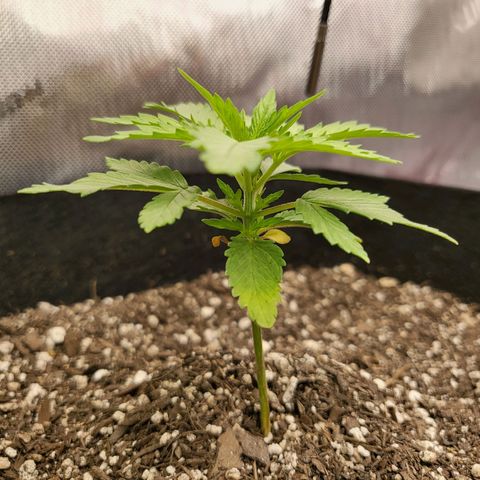 White Widow growlog timeline photo