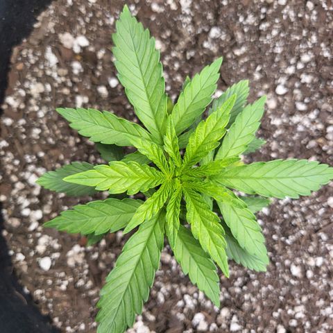 White Widow growlog timeline photo