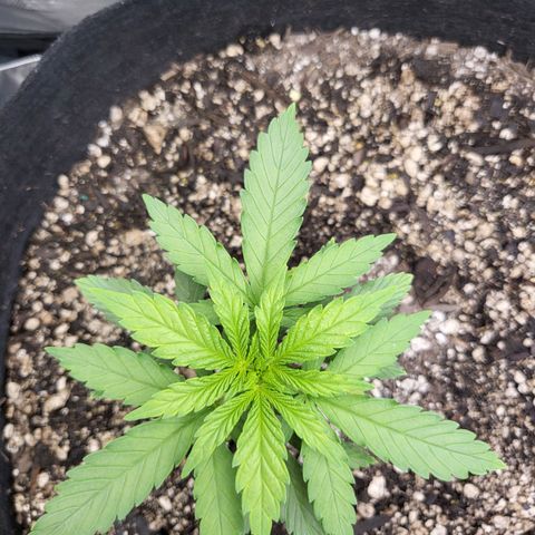 White Widow growlog timeline photo