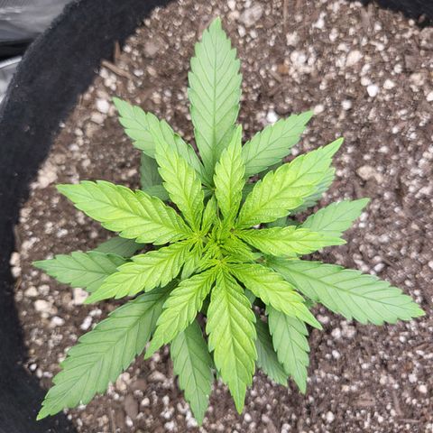 White Widow growlog timeline photo