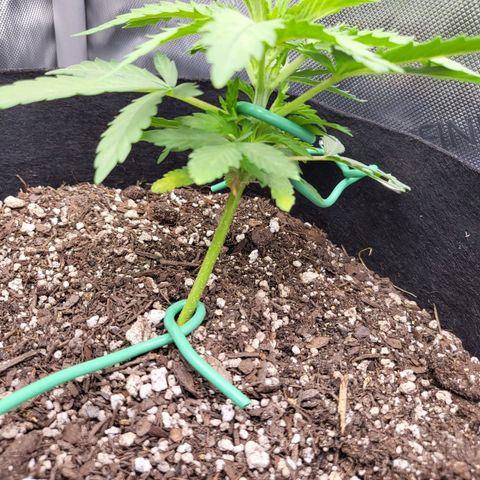 White Widow growlog timeline photo