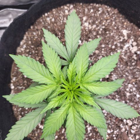 White Widow growlog timeline photo