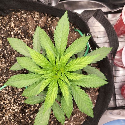 White Widow growlog timeline photo