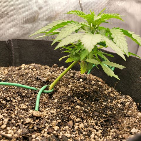 White Widow growlog timeline photo