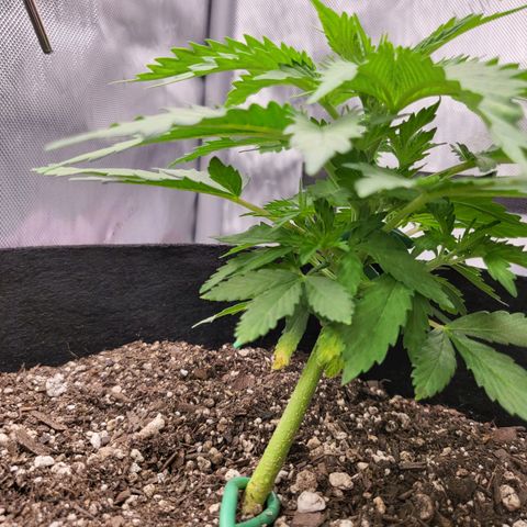 White Widow growlog timeline photo