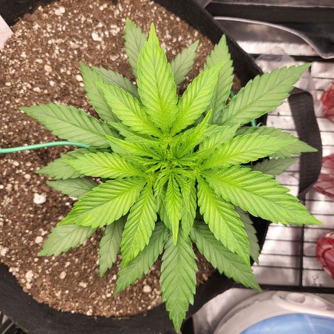 White Widow growlog timeline photo