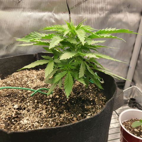 White Widow growlog timeline photo