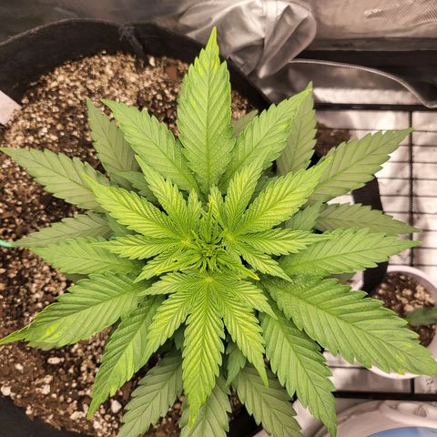 White Widow growlog timeline photo
