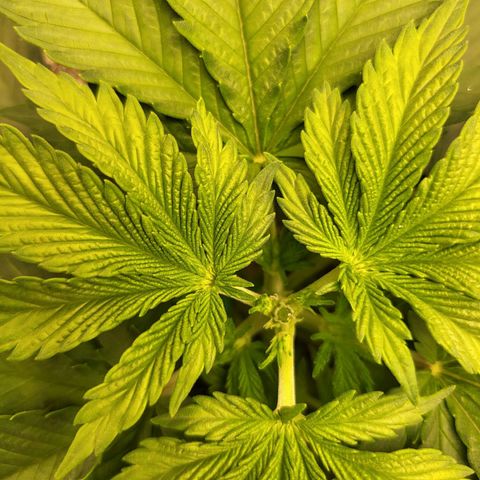 White Widow growlog photo: Topping