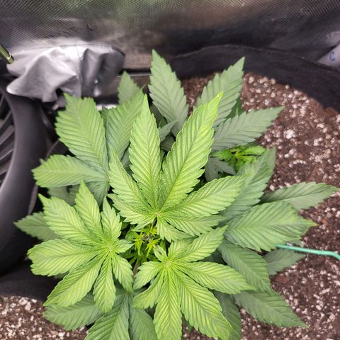 White Widow growlog timeline photo