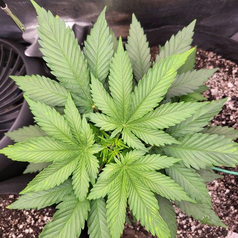 White Widow growlog timeline photo
