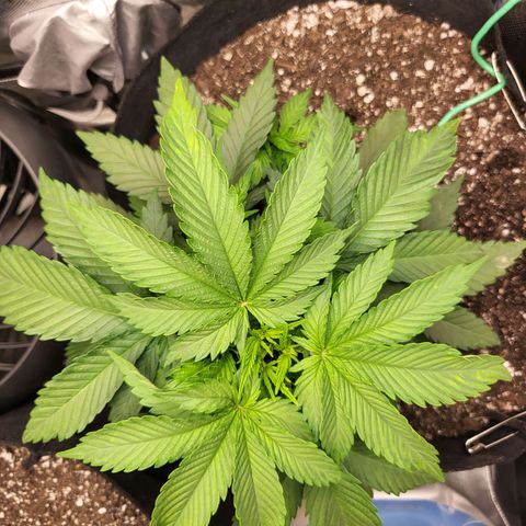 White Widow growlog timeline photo
