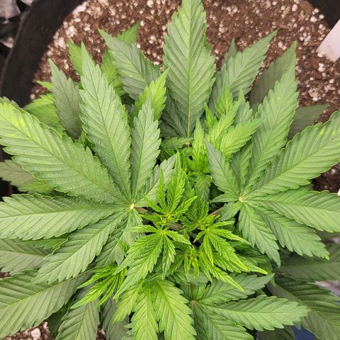 White Widow growlog timeline photo