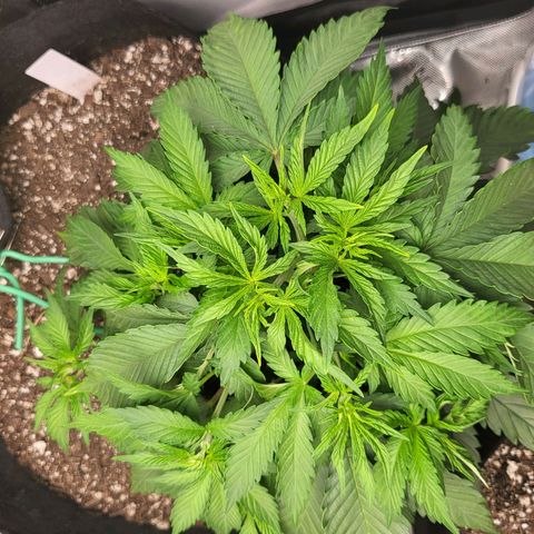 White Widow growlog timeline photo