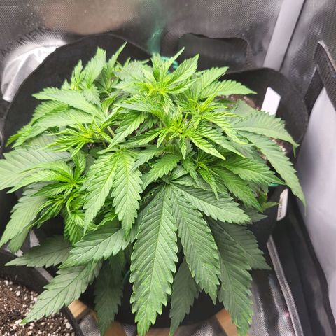 White Widow growlog timeline photo