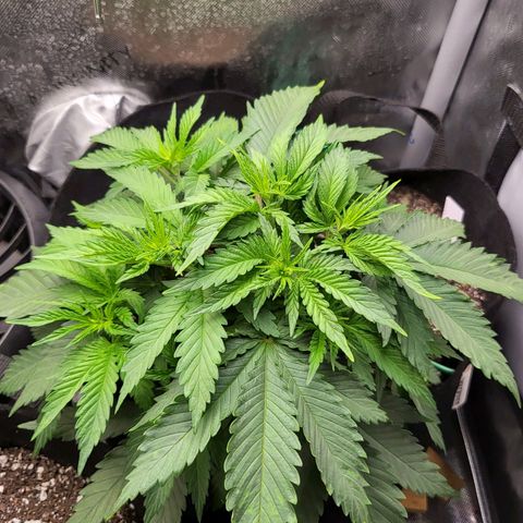 White Widow growlog timeline photo