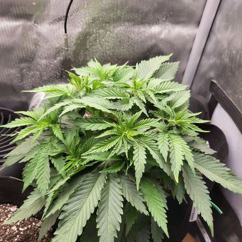 White Widow growlog timeline photo