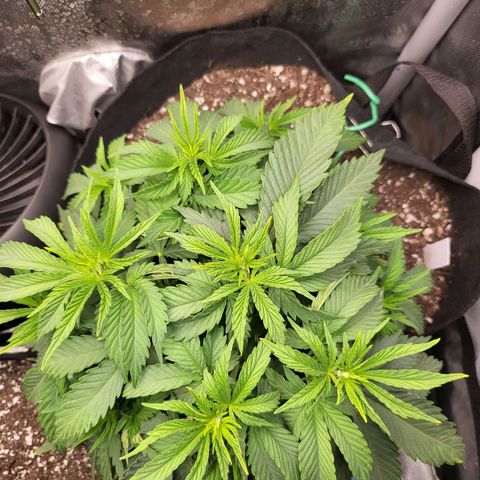 White Widow growlog timeline photo