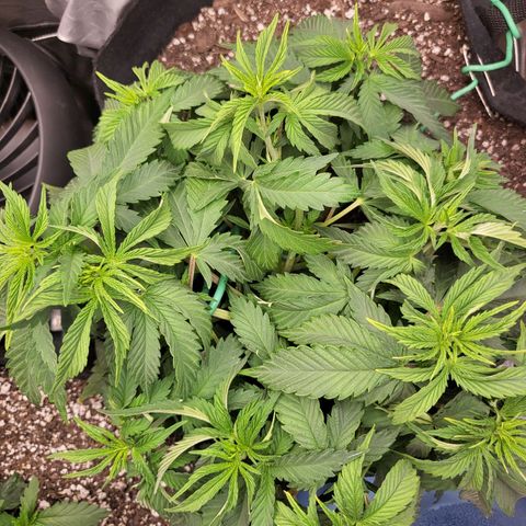 White Widow growlog timeline photo