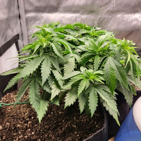 White Widow growlog timeline photo