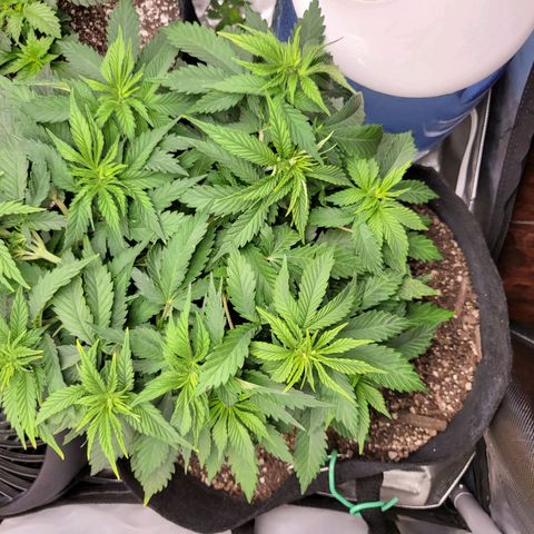 White Widow growlog timeline photo