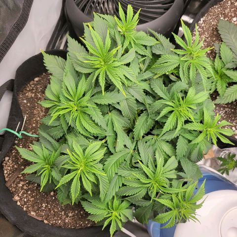 White Widow growlog timeline photo