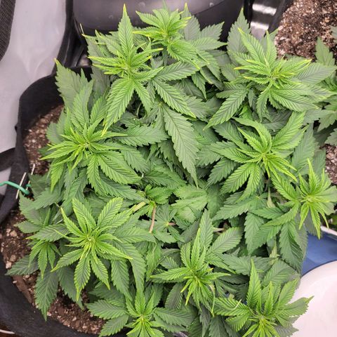 White Widow growlog timeline photo