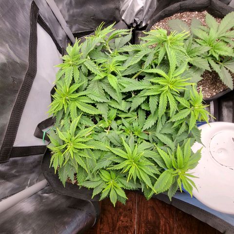 White Widow growlog timeline photo