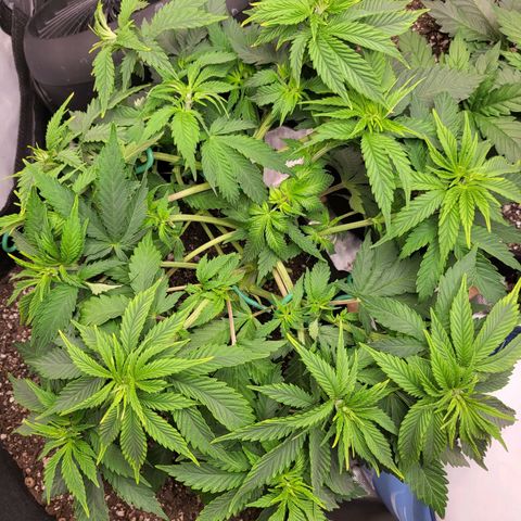 White Widow growlog timeline photo