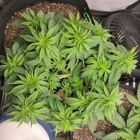 White Widow growlog timeline photo