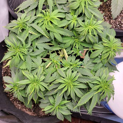 White Widow growlog timeline photo